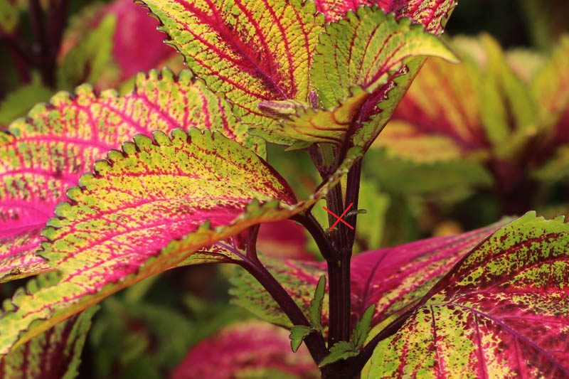 How to pinch out coleus