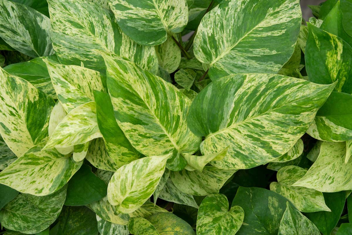 Is Pothos Toxic to Dogs?