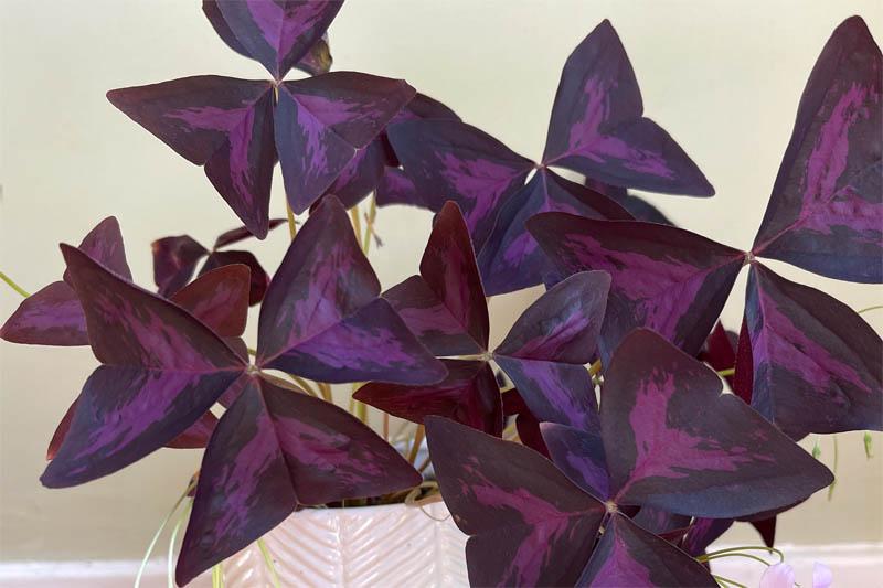 Purple oxalis