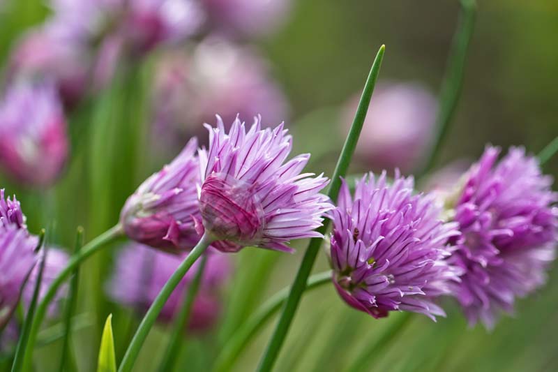 Siberian chives