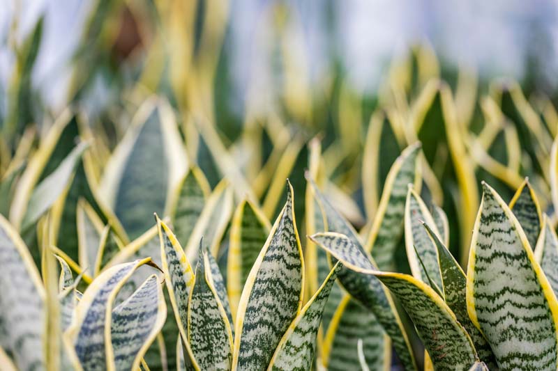 Snake plant