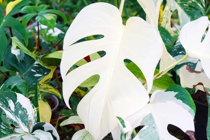All white leaf on a Monstera