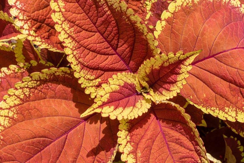 Trusty rusty coleus