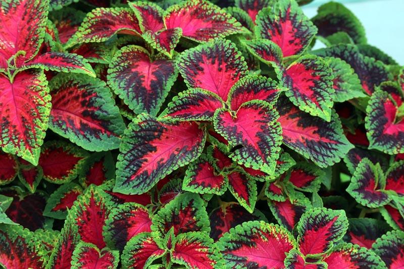 Watermelon coleus