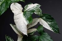 What causes variegation in plants?