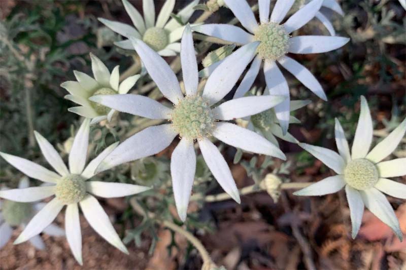 What is flannel flower?