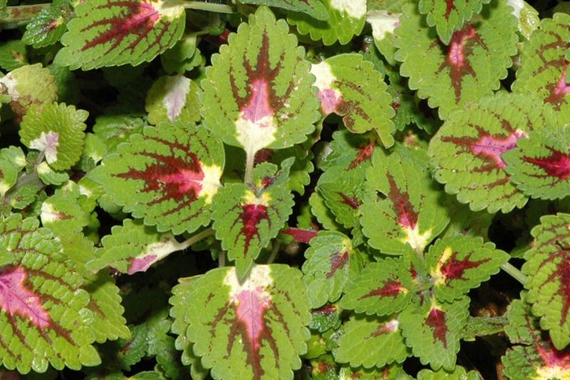 Wizard rose coleus