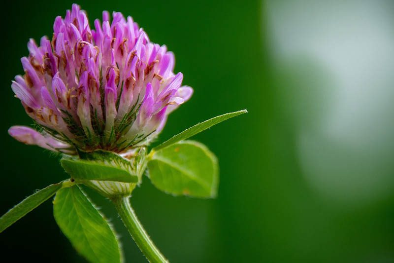 Trifolium pratense