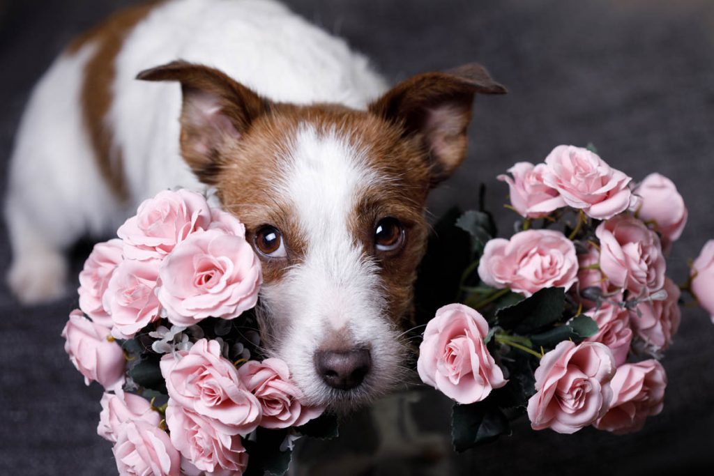 Are roses toxic to dogs?