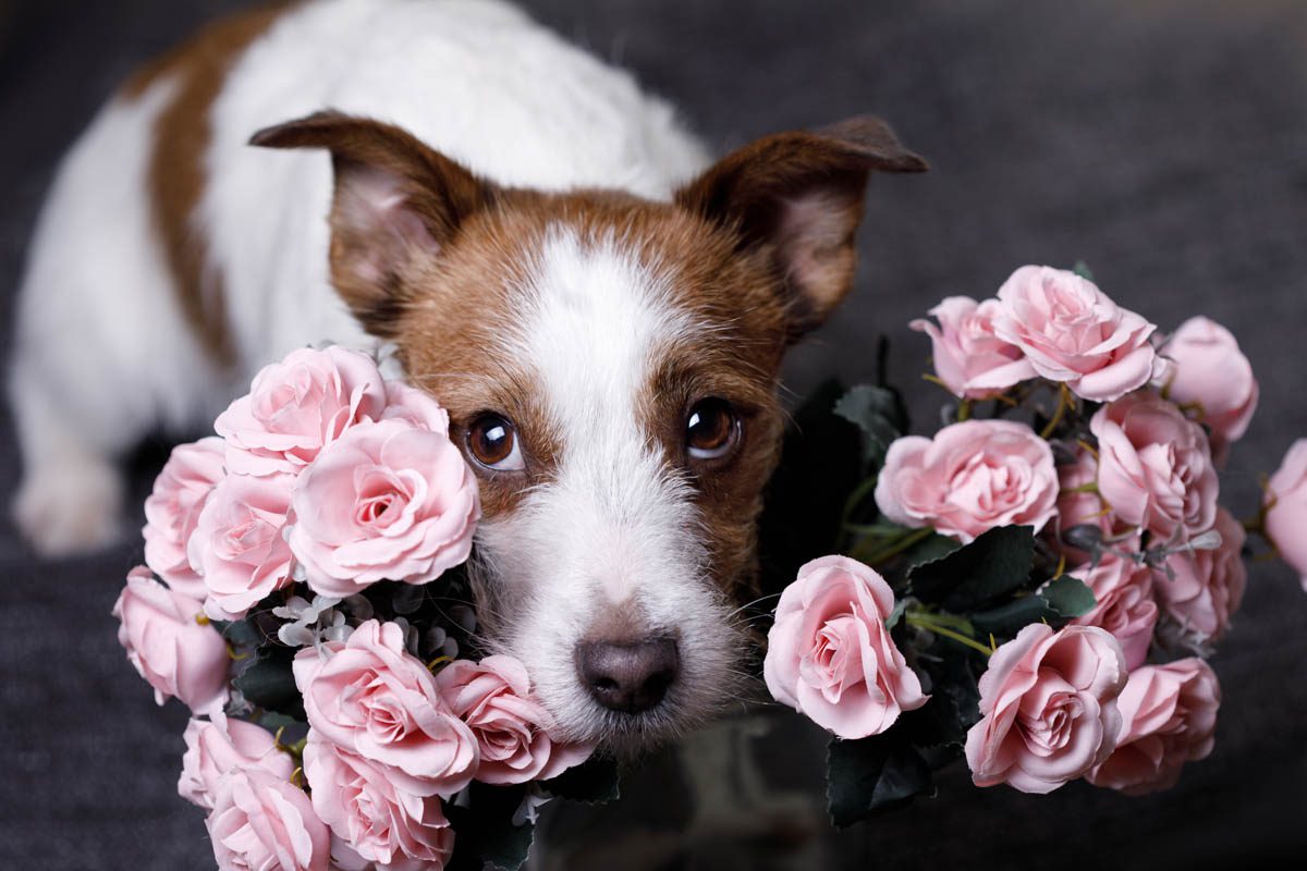 Are Roses Toxic to Dogs?