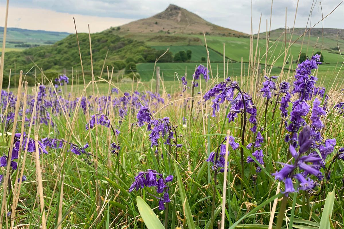 Bluebells at Roseberry Topping