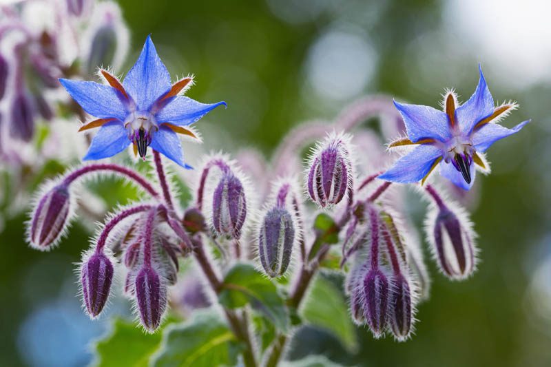 Borage