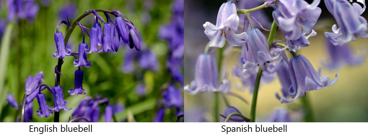 Difference between English and Spanish bluebells