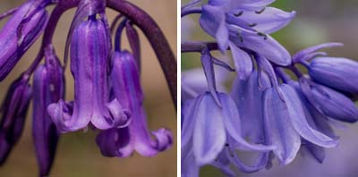 Difference between English and Spanish bluebells