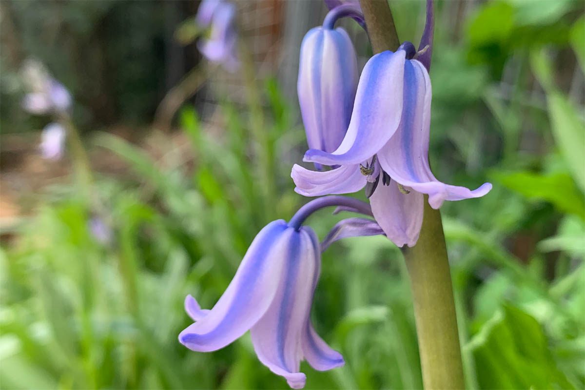 Homegrown Spanish bluebells