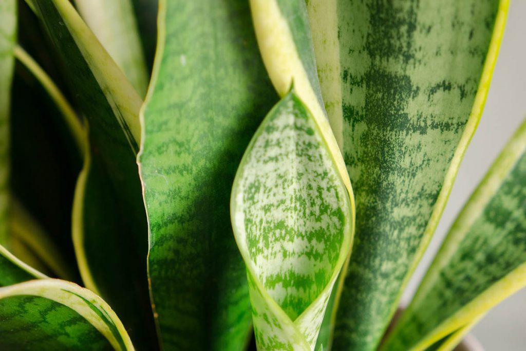 Is snake plant toxic to dogs?