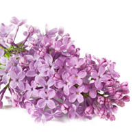 Lilac flower