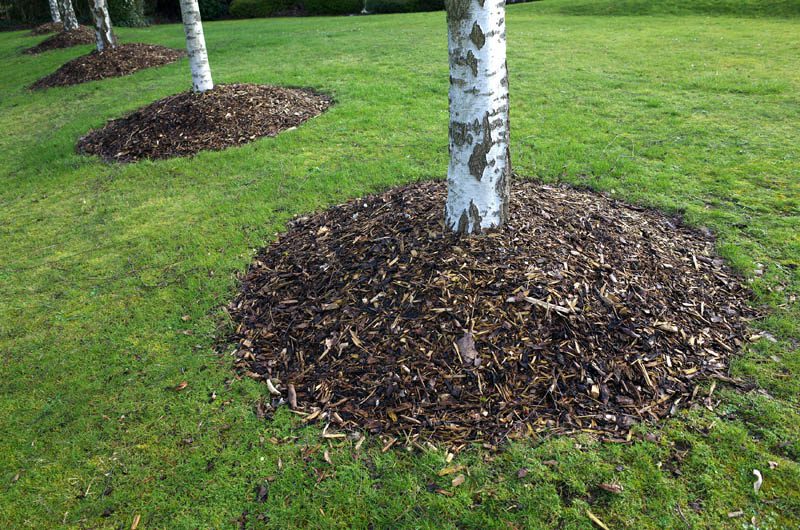 Mulching around trees