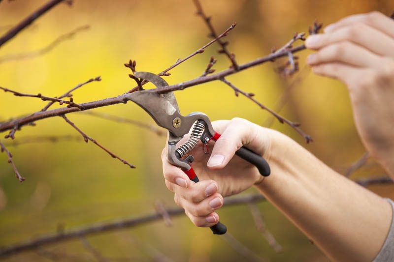 Pruning trees in winter