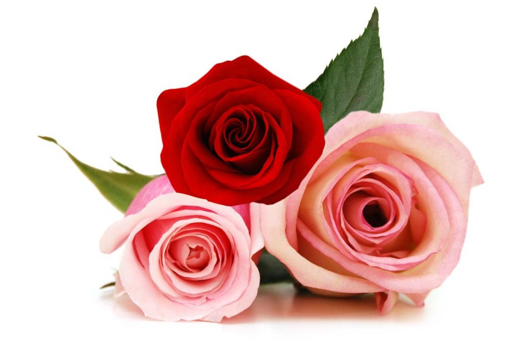 Rose colour meanings