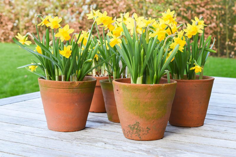 Spring bulbs