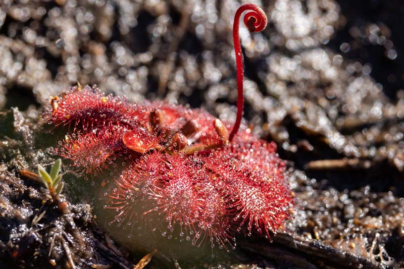 Sundew flower stalk