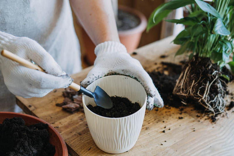 Top up potted plants