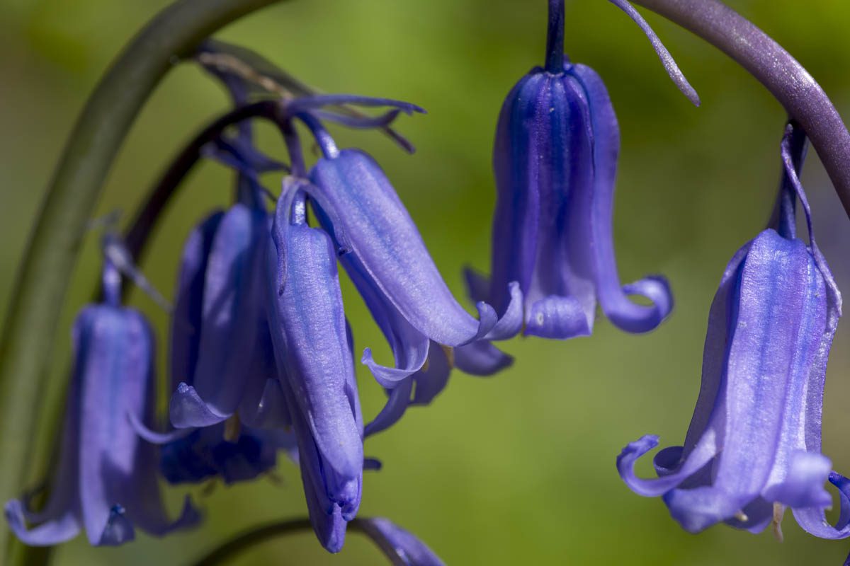 What are bluebells?