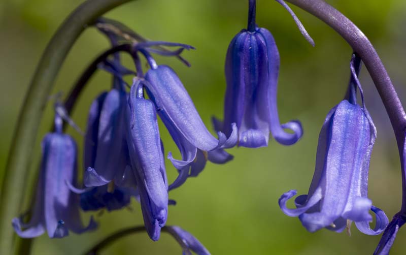 What are bluebells?