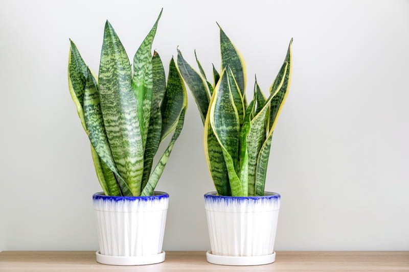 What is snake plant?