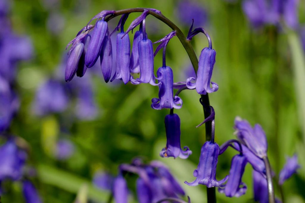 What is the difference between English and Spanish bluebells?