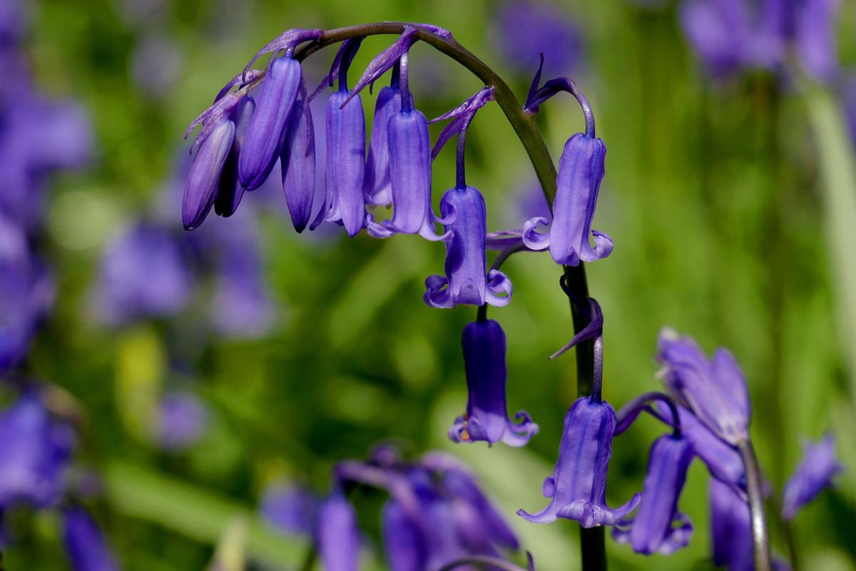Difference Between an English and Spanish Bluebells