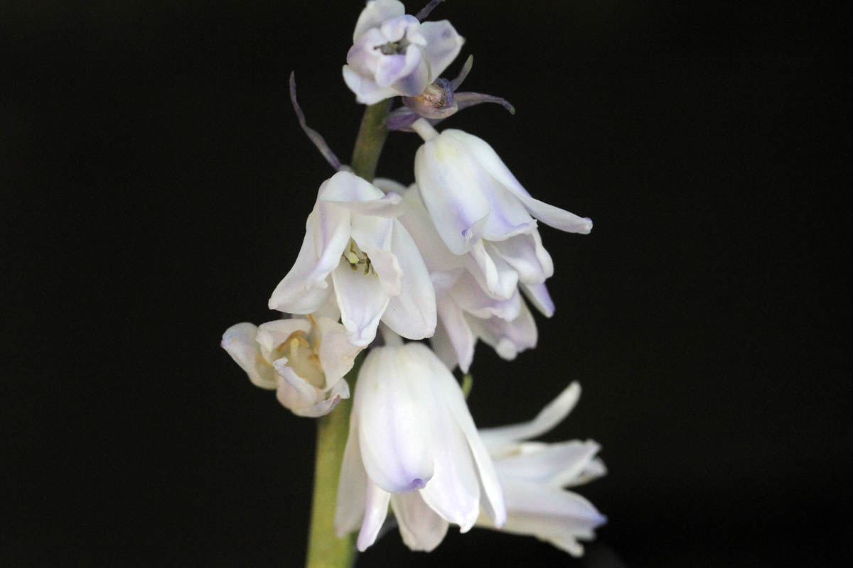 White Spanish bluebells