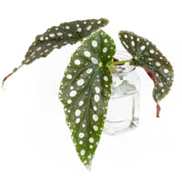 Begonia maculata