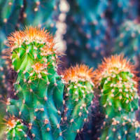 Monstrose apple cactus