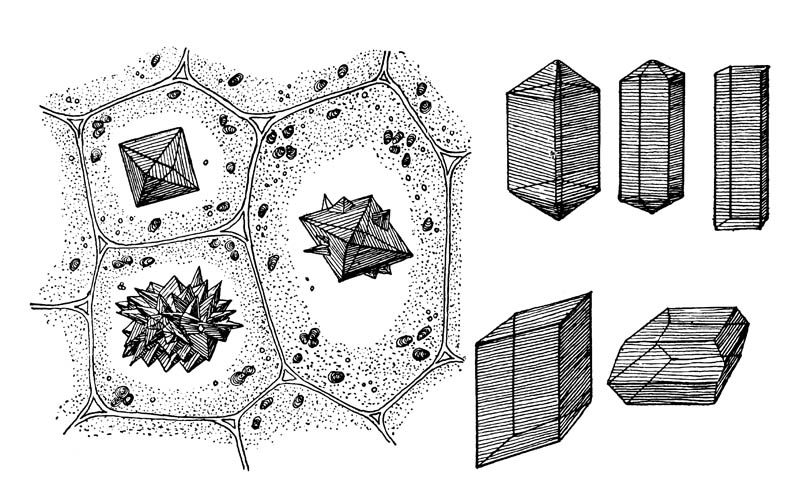 Calcium oxalate crystal shapes