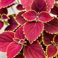 Coleus