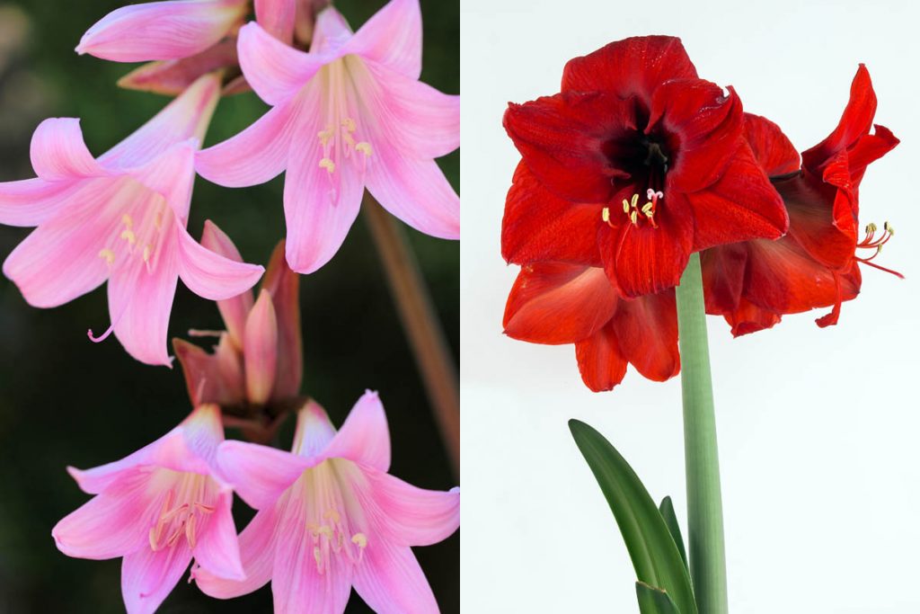What is the difference between Amaryllis and Hippeastrum?