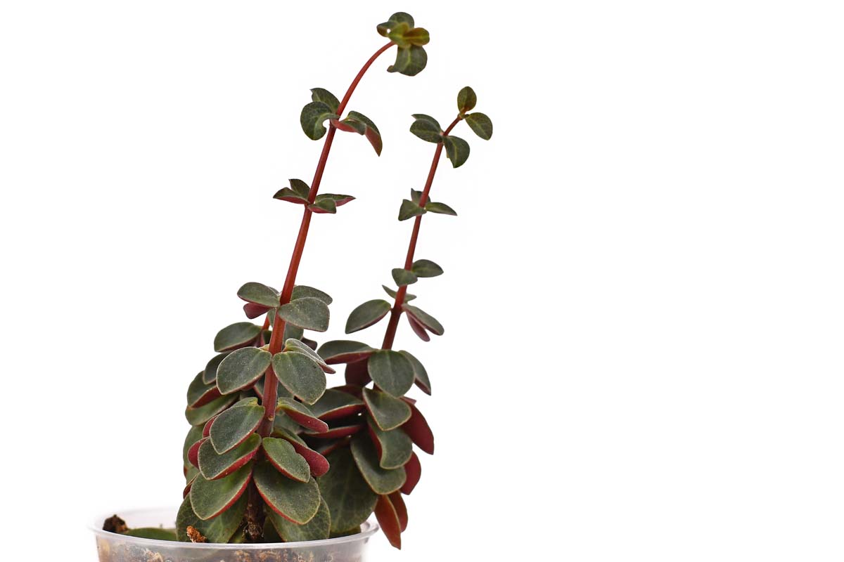 Etiolated plant