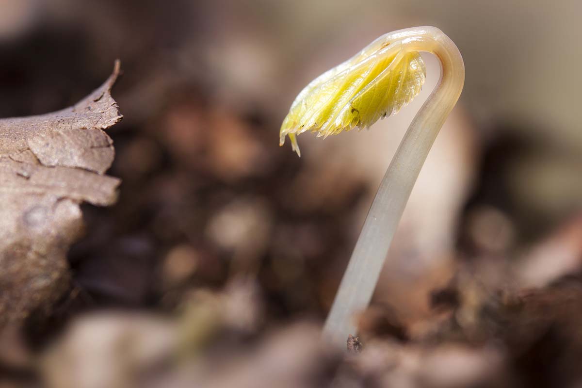 Etiolated seedling