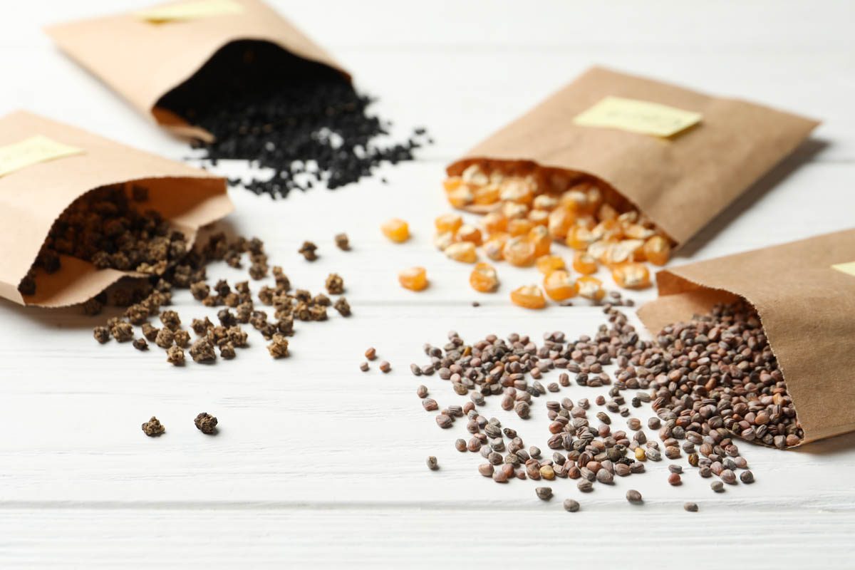 Herb and Vegetable Seed Sowing Guide