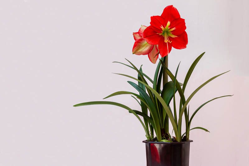 Hippeastrum