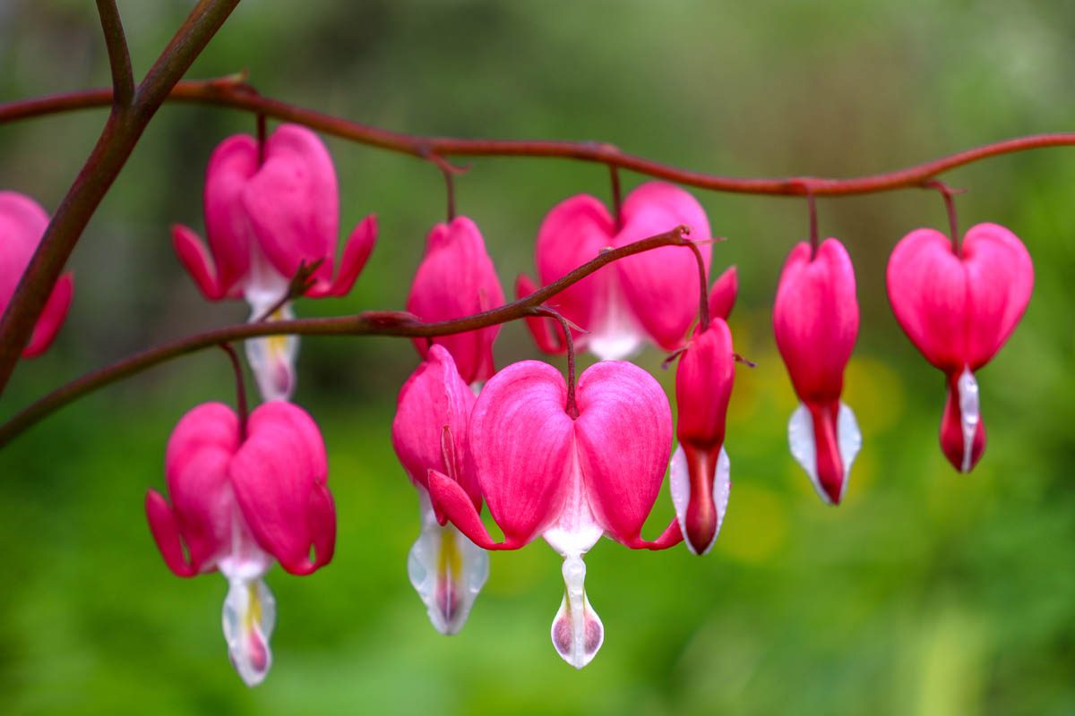 Is bleeding heart toxic to dogs?
