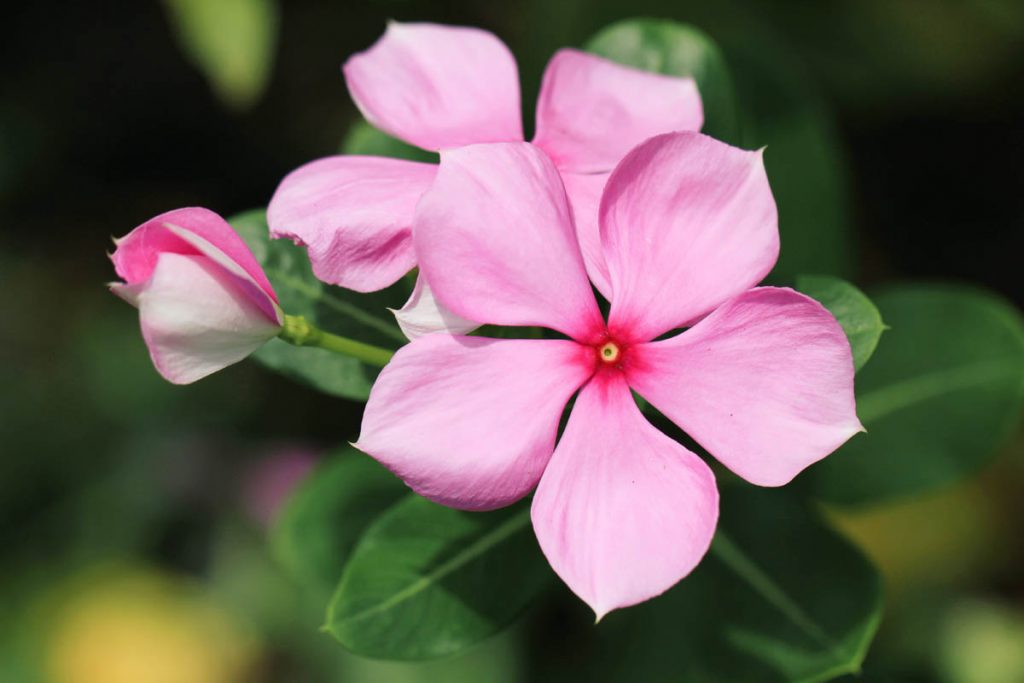 Is Madagascar periwinkle toxic to dogs?