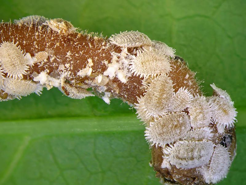 Mealybugs