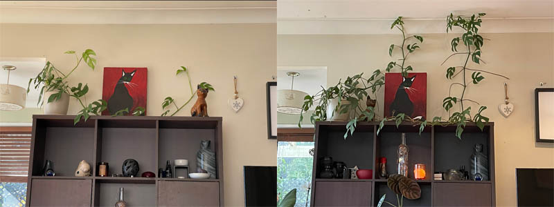 Mini monstera growth over 11 months