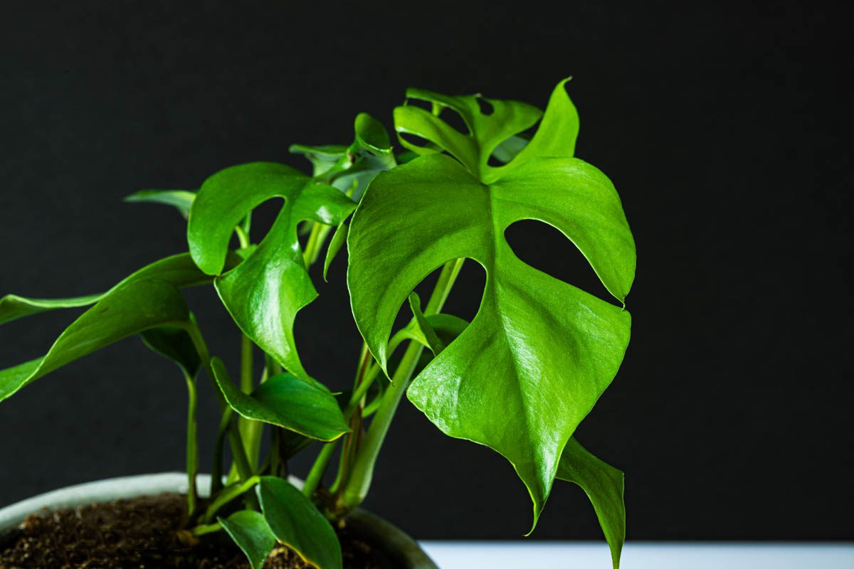 Mini monstera plant profile