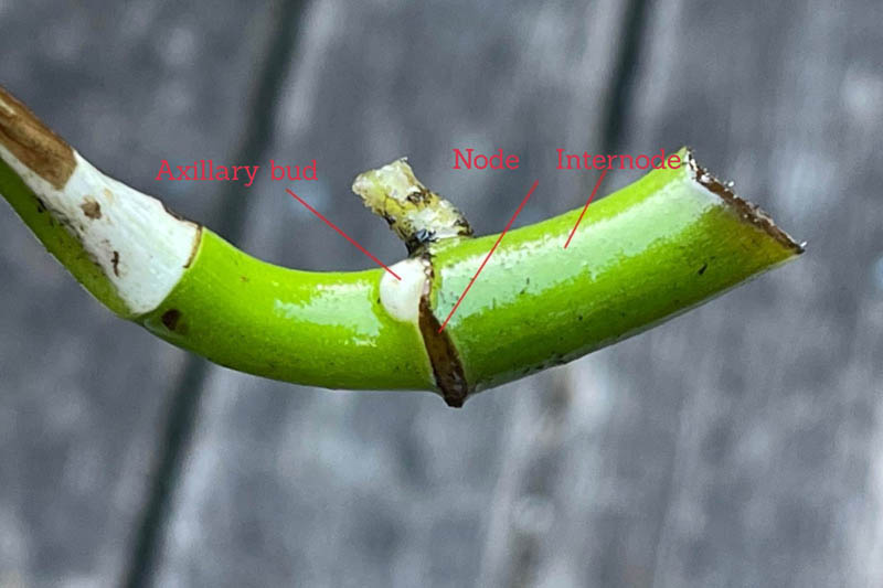 Mini monstera stem cutting