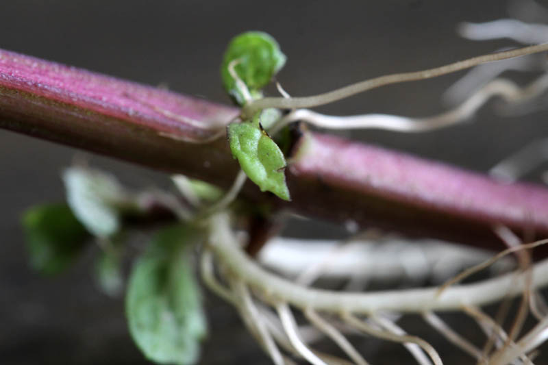 Mint node with roots and leaves