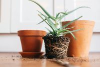 The risks of overpotting plants